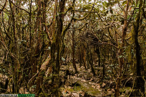 Barsey Rhododendron Sanctuary trek 2024 | HIMALAYA TREKKERS (HT)