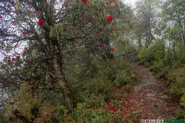 sikkim-monastery-homestay-trek-in-spring