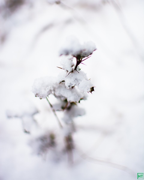 frozen-buds-at-sandakphu