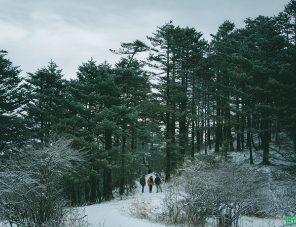 snow-covered-pine-forest-sandakphu-trek