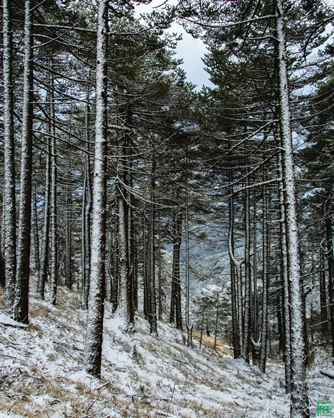sandakphu-snow-trek-snow-patches-inside-conifer-forest