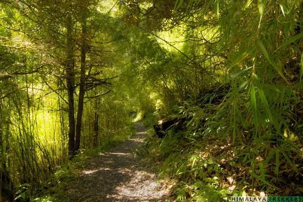 trail-from-hilley-to-barsey-inside-rhododendron-sanctuary