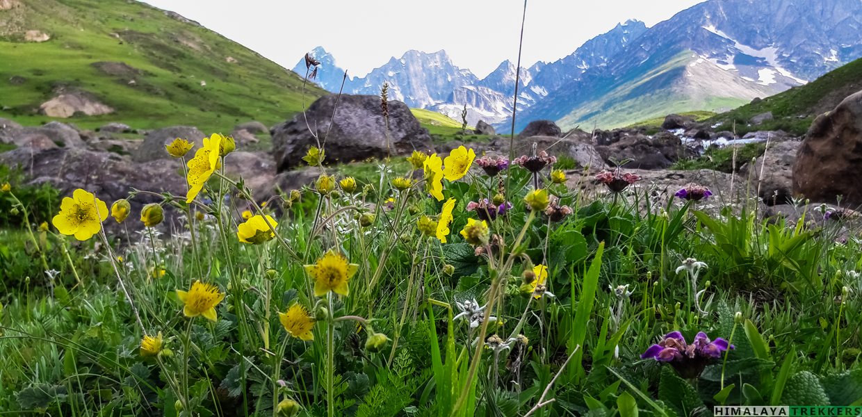 Kashmir Great Lakes Trek Kgl Trek 2021 