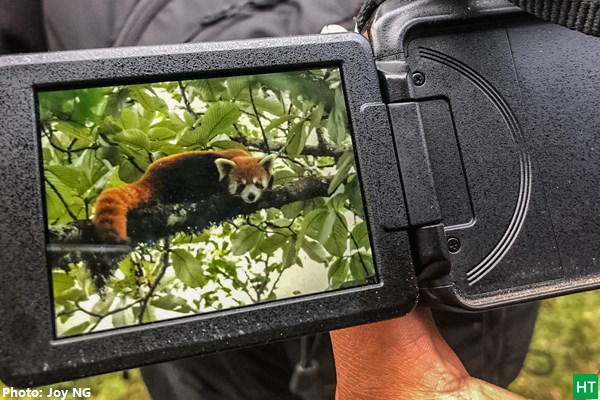red-panda-sighting-in-sandakphu-trek