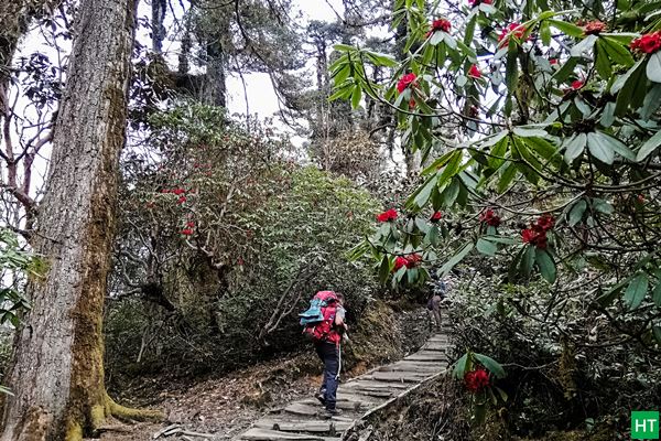 rhododendron-bloom-at-tsokha-mid-april-2019