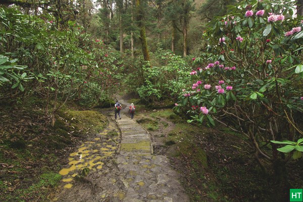 rhododendron-forest-in-goecha-la-trek
