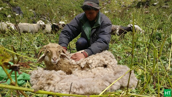 shepherds-collecting-wool-from-sheep