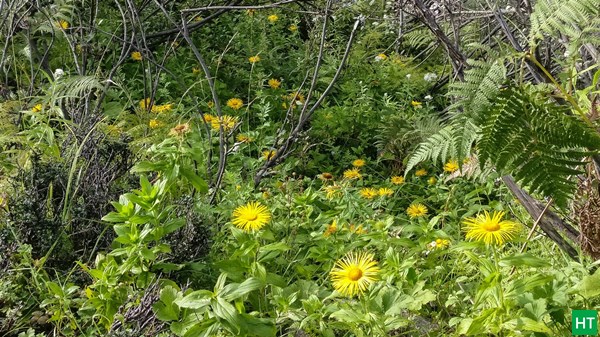 wild-flowers-panpatia-trek