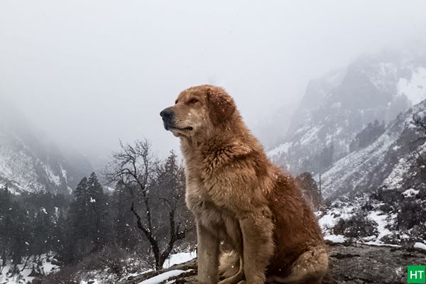 har-ki-dun-trek-snowing-in-spring