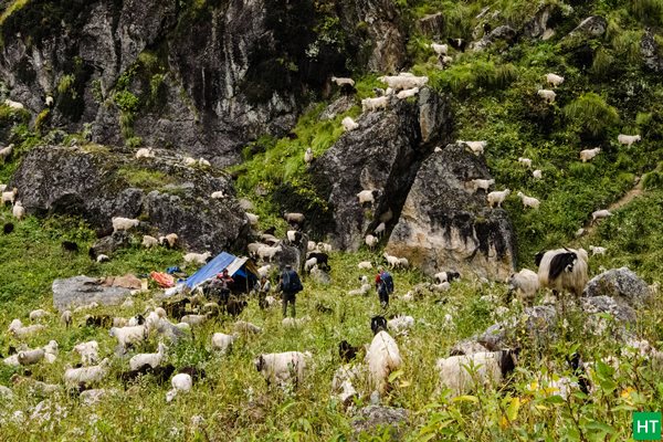 approaching-shepherd-camp