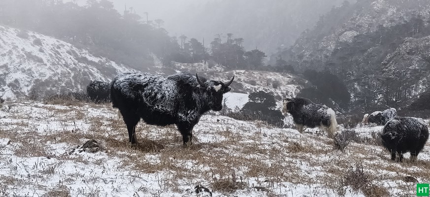 snowing-on-the-way-from-sandakphu-to-phalut