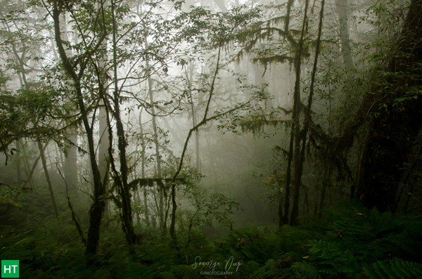 broad-leaved-forest-goecha-la-trek