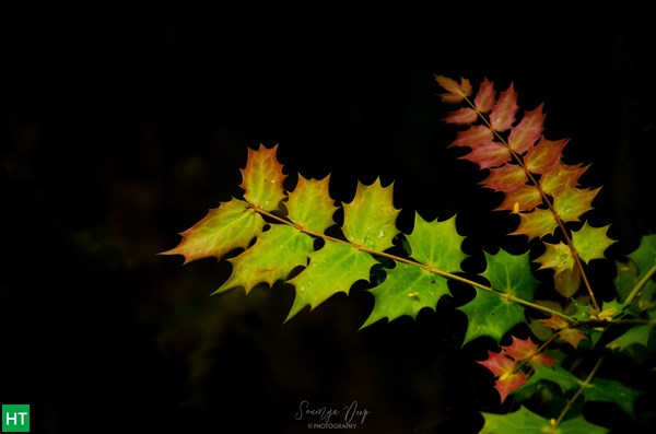 fall-colours-during-goechala-trek-in-november