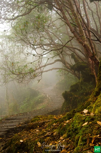 forest-stretch-from-tsokha-to-phedang