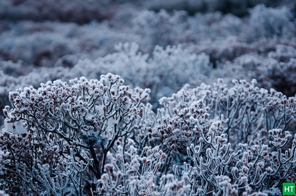 frosty-bushes