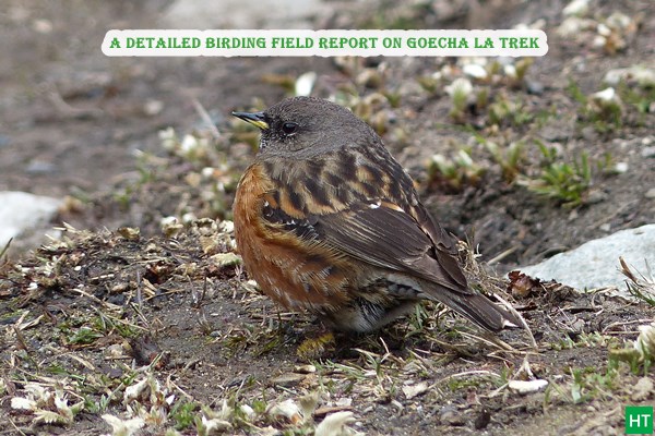 goecha-la-trek-birding-field-report-and-guide