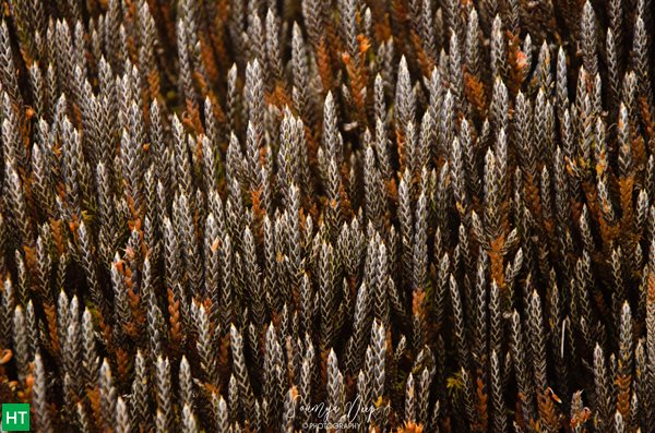 grasses-forming-carpet-like-texture