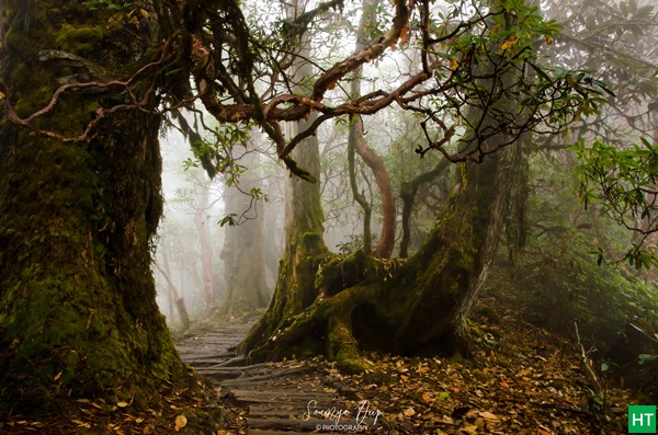 misty-forest-on-the-way-to-phedang