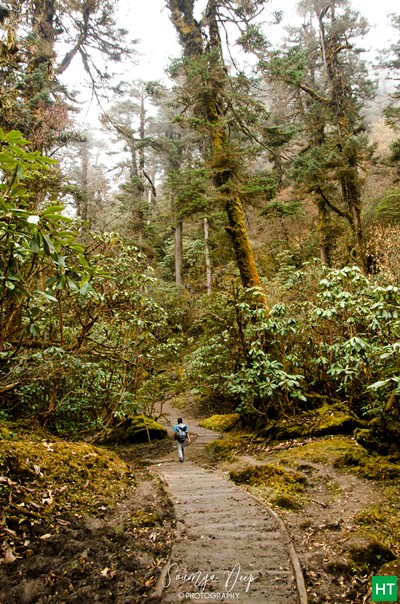 rhododendron-forest-at-phedang