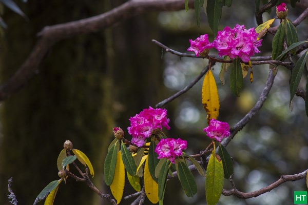 rhododendrons-at-chopta