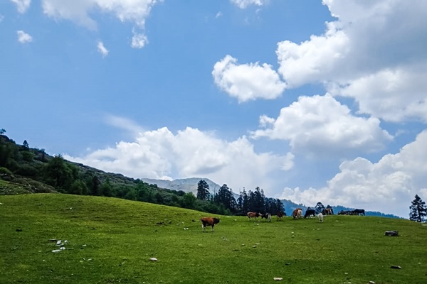 summer-grazing-pastures