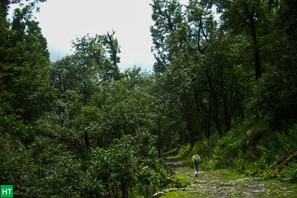 beautiful-forest-walk