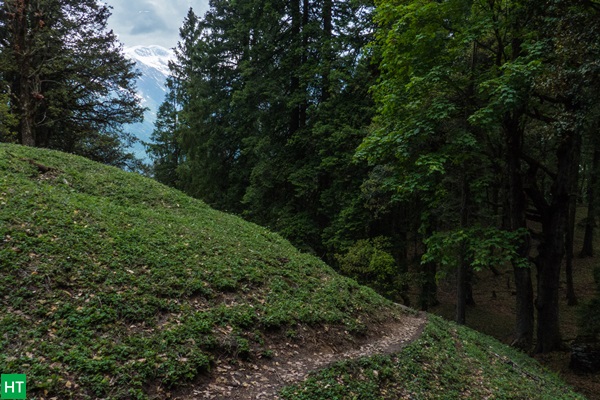 trail-inside-forest-bhrigu-lake-trek