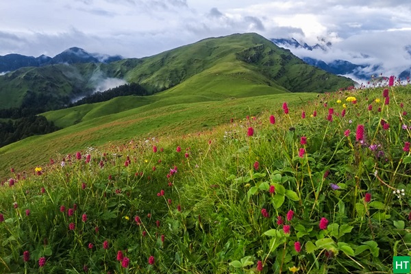 flowers-in-monsoon-on-meadows