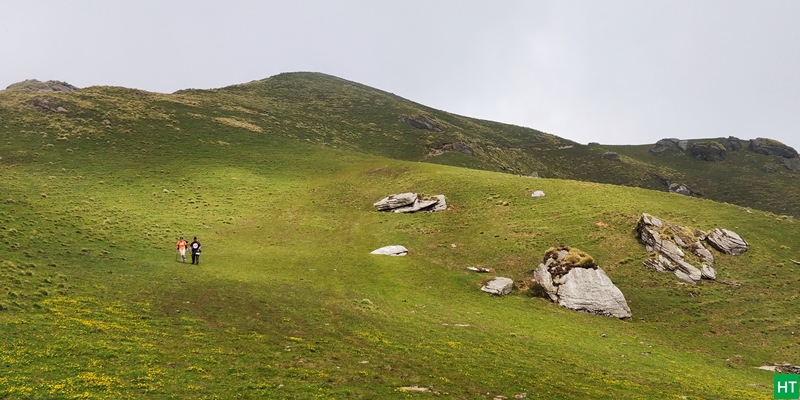 green-meadows-and-yellow-flowers