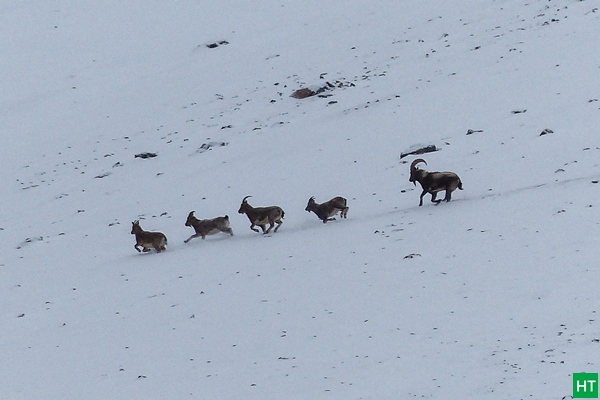 ibex-in-zanskar-valley-chadar-trek