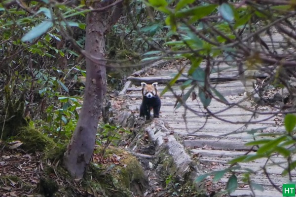 red-panda-on-dzongri-goechala-trekking-trail