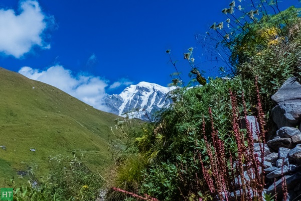 wild-flowers-and-nanda-ghunti-peak-on-the-way-to-ronti-saddle