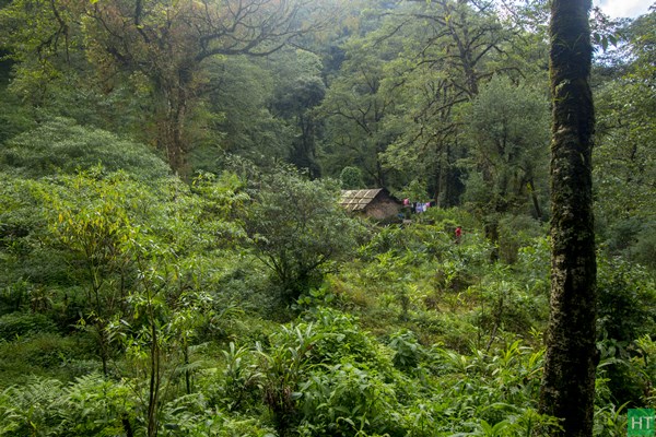 green-forests-during-summer