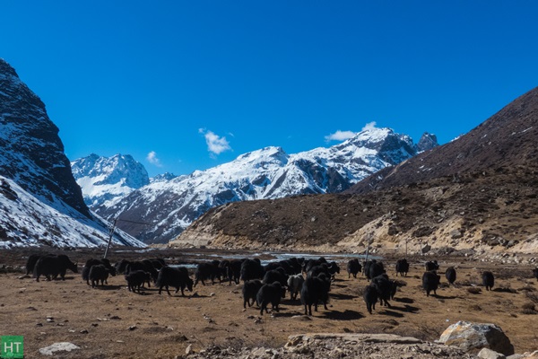 thangu-valley-north-sikkim
