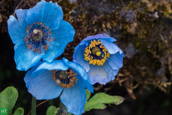 blue-poppy-at-dhanderas-thatch