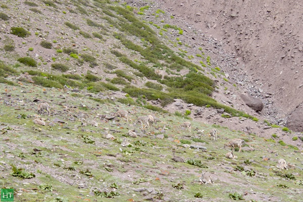 blue-sheeps-in-hemis-national-park