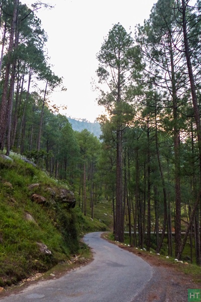 purola-to-mori-road-inside-pine-forest