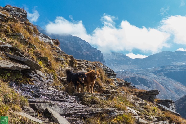 shepherd-dog