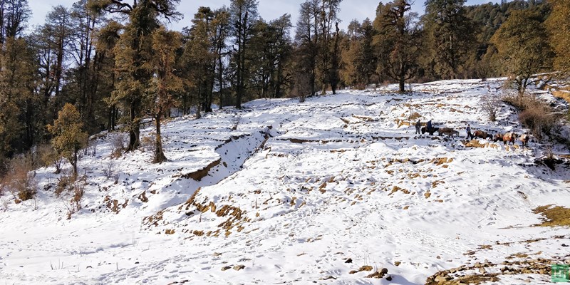 forest-before-reaching-barsu