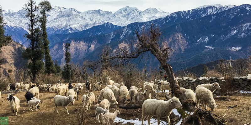 mountain-backdrop-with-grazing-sheeps