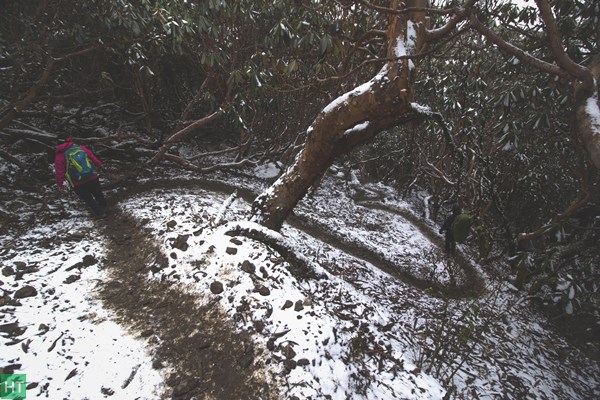 snow-trail-inside-jungle