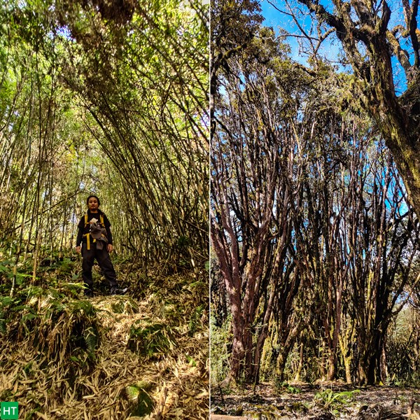 forested-trail-to-rachela-pass