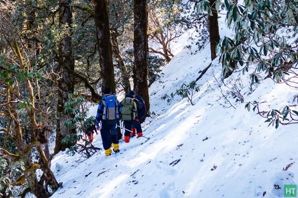 inside-snowy-rhododendron-forest