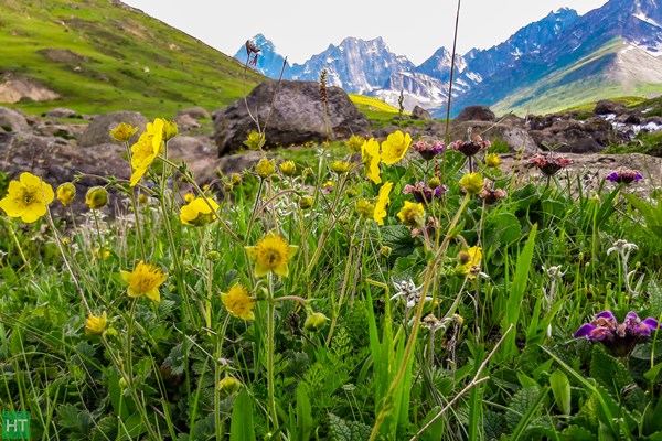 more-wild-flower-on-the-meadows