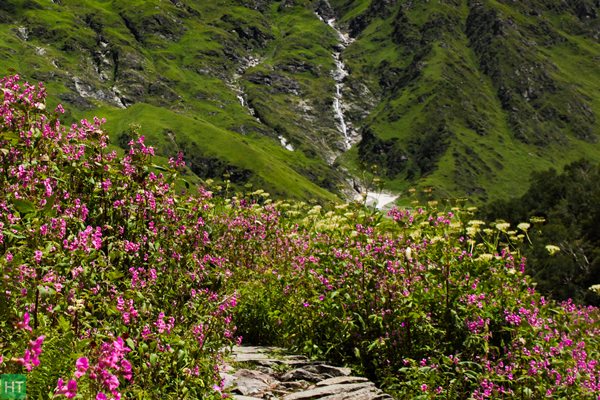 valley-of-flowers-covered-with-himalayan-balsam