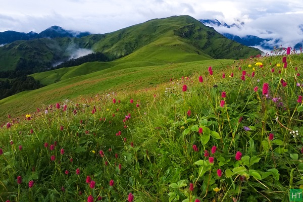 bedni-bugyal-meadow-blooms-during-monsoon