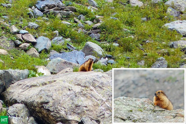 himalayan-marmot-fauna-on-kashmir-great-lakes-trek