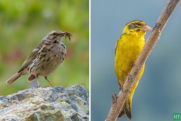 some-birds-during-kashmir-great-lakes-trek