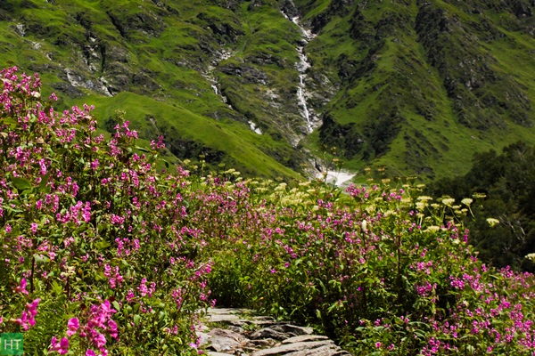valley-of-flowers-trek-in-july-august