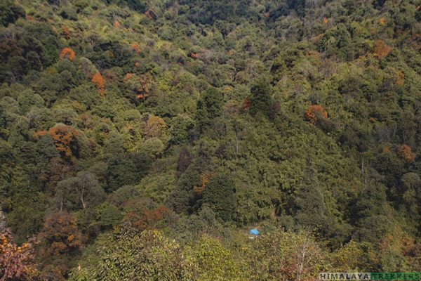 bhanjyang-campsite-inside-forest